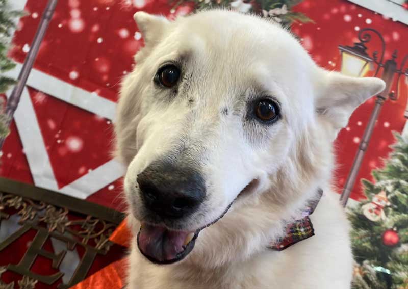 Carousel Slide 8: Dog veterinary care