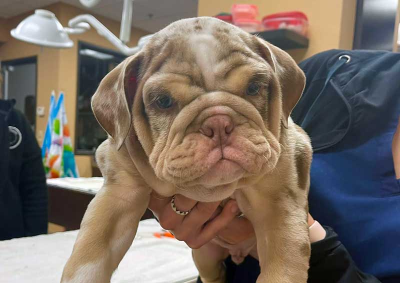 Carousel Slide 7: Veterinary care for all life stages of your dog or cat!